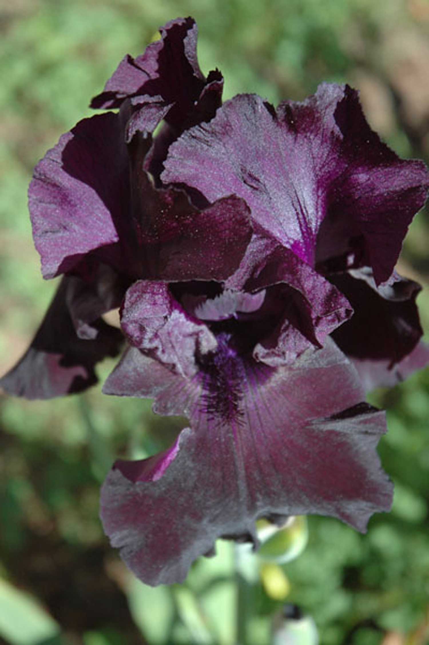 bearded-iris.jpg