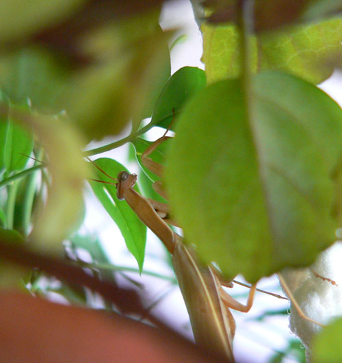 prayingmantis.jpg