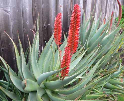 Aloe Vera Blooom