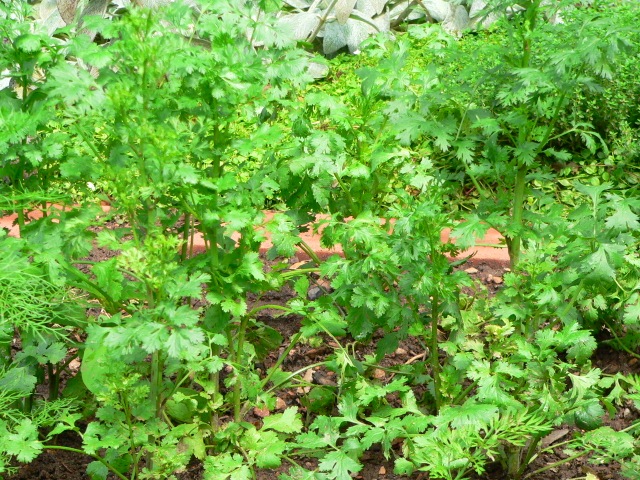 parsley.jpg
