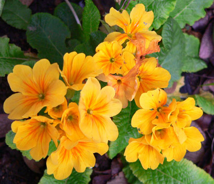 Evening Primrose