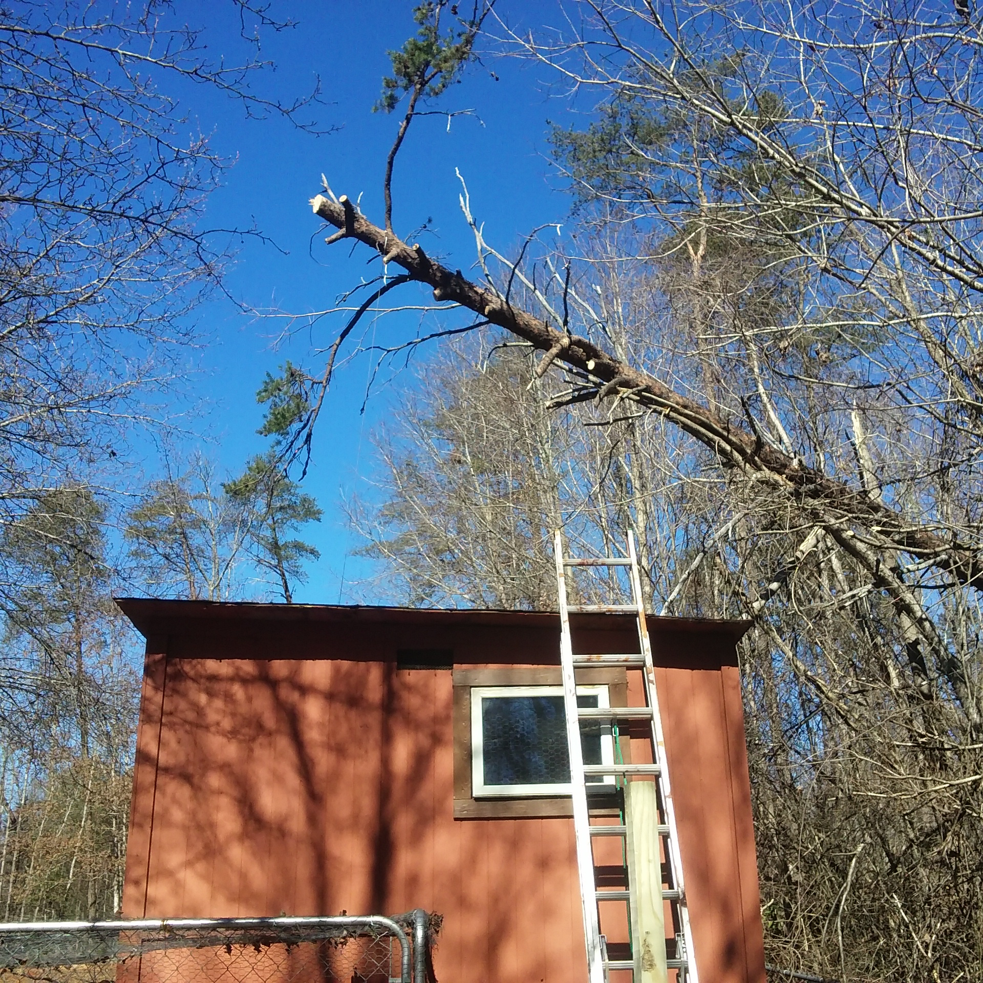 If you look at how far over the roof of the coop that tree is, you will realize that he had to place another ladder on the roof and get on top of that to get close enough to get the end of that rope around the tree.